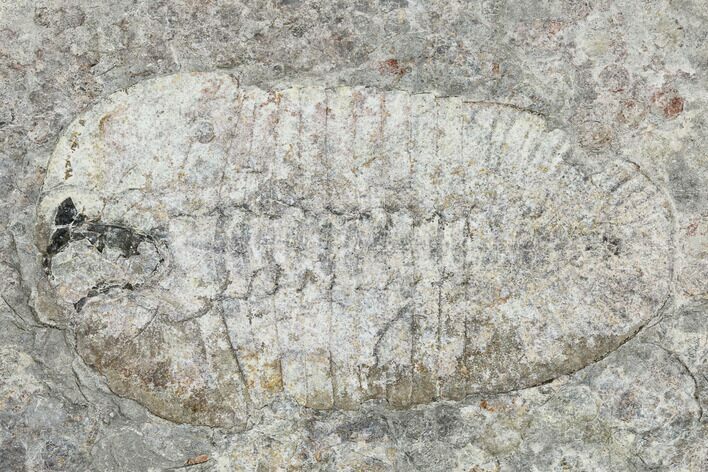Bathyuriscus Fimbiatus Trilobite With Cheeks - Utah #114178